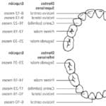 Cuándo comienza la erupción dental en los niños